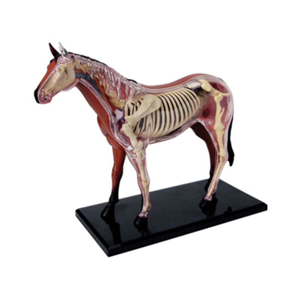 Science Diy Model - Анатомическая модель органов животных 4D Лошадь